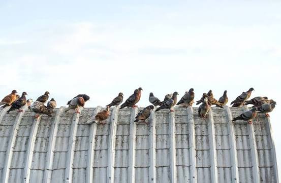 Professional bird control service