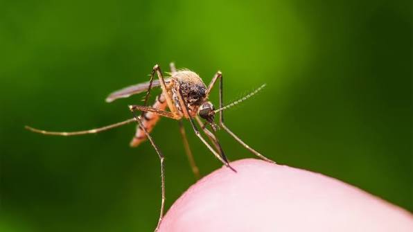 Mosquito control service