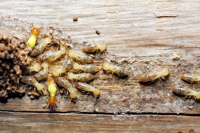 Termite control service